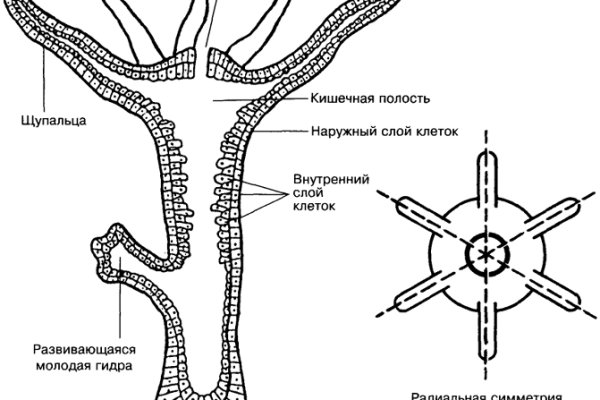 Ссылки на кракен мегу